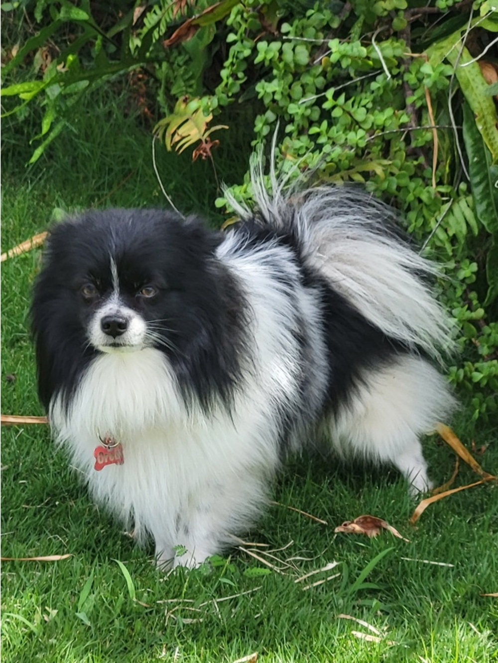 Classic Black & White Dog Collar — Comfortable Everyday Wear